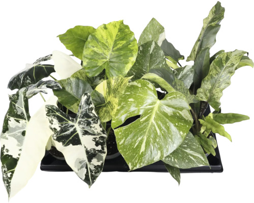 Diverses plantes d'intérieur vertes dans un bac à plantes noir.