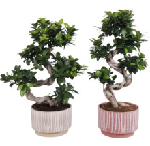 Deux bonsaïs dans des pots décoratifs