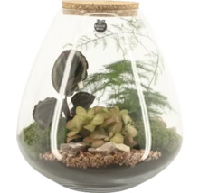 Terrarium avec plantes dans un récipient en verre avec bouchon de liège