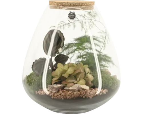 Terrarium avec plantes dans un récipient en verre avec bouchon de liège
