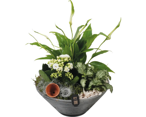 Vase planté avec plantes vertes et fleurs blanches
