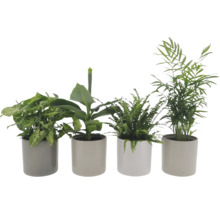Quatre plantes d'intérieur en pot