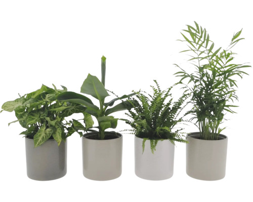 Quatre plantes d'intérieur en pot