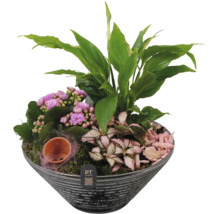 Jardinière avec kalanchoé, fleur de lune et fittonia