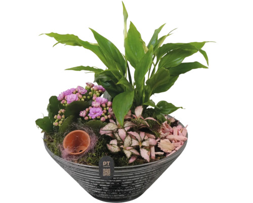 Jardinière avec kalanchoé, fleur de lune et fittonia