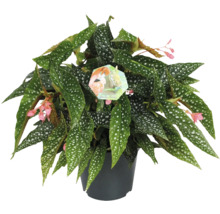 Bégonia Maculata en pot avec des feuilles pointillées et de petites fleurs