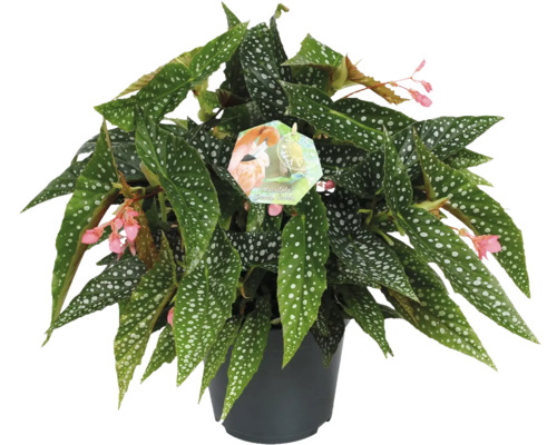 Bégonia Maculata en pot avec des feuilles pointillées et de petites fleurs