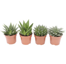 Diverses plantes d'aloès en pot