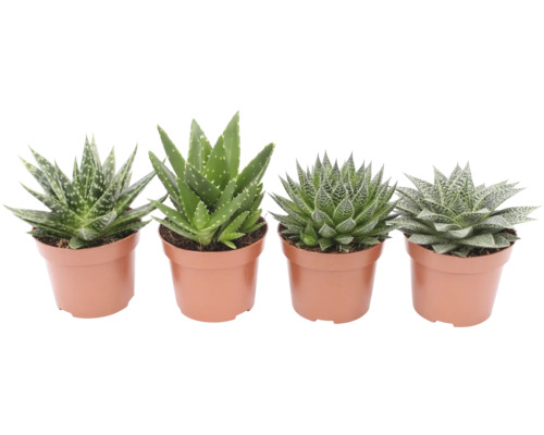 Diverses plantes d'aloès en pot