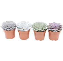 Quatre plantes succulentes en pot