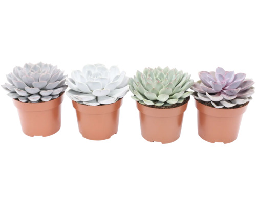 Quatre plantes succulentes en pot