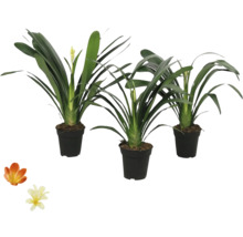 Trois plantes d'intérieur en pots