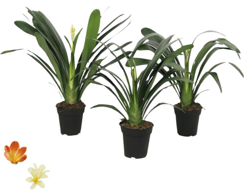 Trois plantes d'intérieur en pots