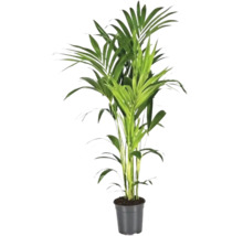 Plante d'intérieur palmier Areca en pot