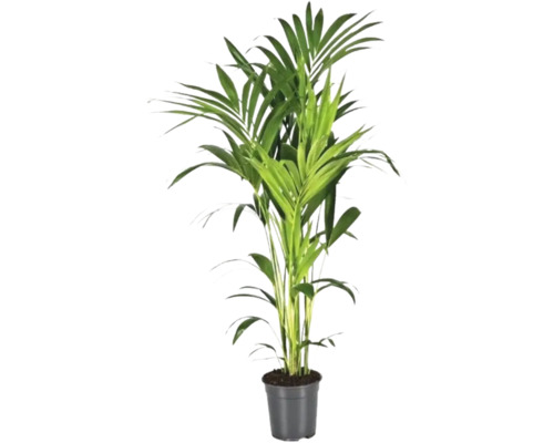 Plante d'intérieur palmier Areca en pot