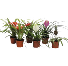 Plusieurs bromélias en pot avec des inflorescences de différentes couleurs et un plant d'ananas