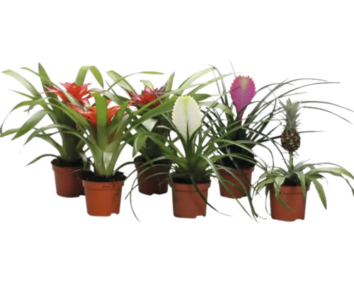 Plusieurs bromélias en pot avec des inflorescences de différentes couleurs et un plant d'ananas