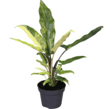 Tête-de-flèche en pot