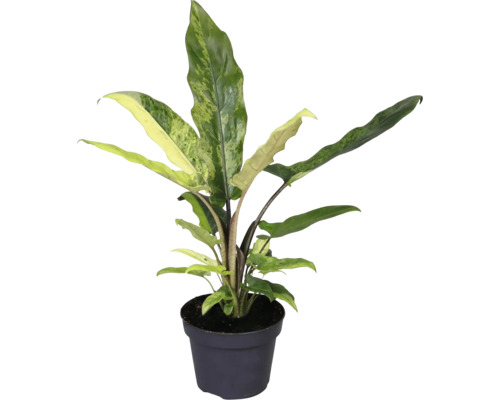 Tête-de-flèche en pot