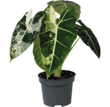 Alocasia plante d'intérieur en pot