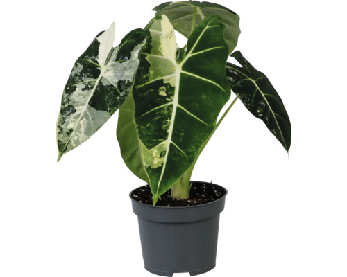 Alocasia plante d'intérieur en pot