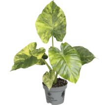 Alocasia, plante d'intérieur en pot en plastique recyclé