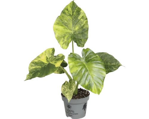 Alocasia, plante d'intérieur en pot en plastique recyclé
