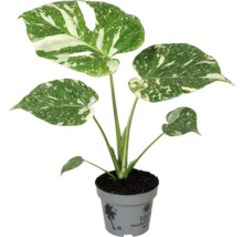 Monstera plante d'intérieur en pot