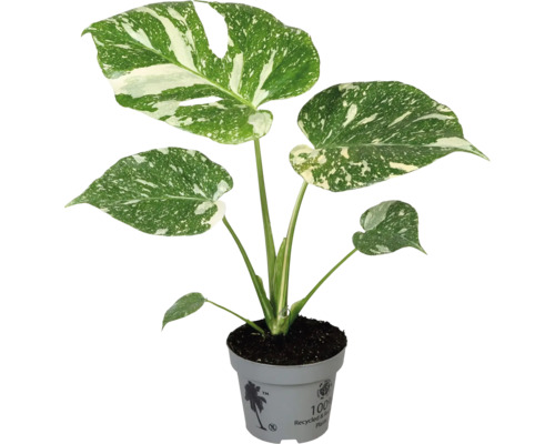 Monstera plante d'intérieur en pot