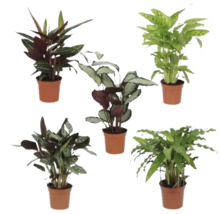 Cinq Calatheas en pot