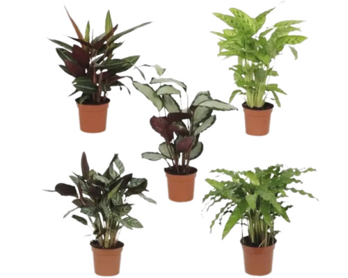 Cinq Calatheas en pot