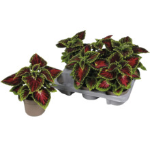 Plantes de coléus en pots et support