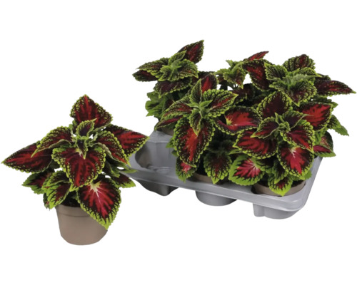Plantes de coléus en pots et support