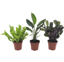 Trois plantes d'intérieur en pots