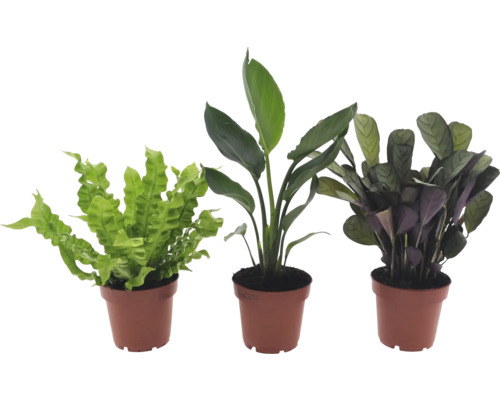 Trois plantes d'intérieur en pots