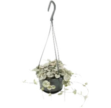 Plante suspendue avec feuilles en forme de cœur dans un pot avec dispositif de suspension