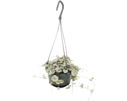 Plante suspendue avec feuilles en forme de cœur dans un pot avec dispositif de suspension