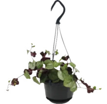 Plante suspendue en pot avec crochet de suspension