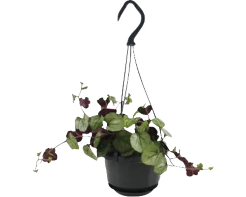 Plante suspendue en pot avec crochet de suspension