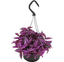 Plante suspendue avec des feuilles violettes dans un pot avec dispositif de suspension