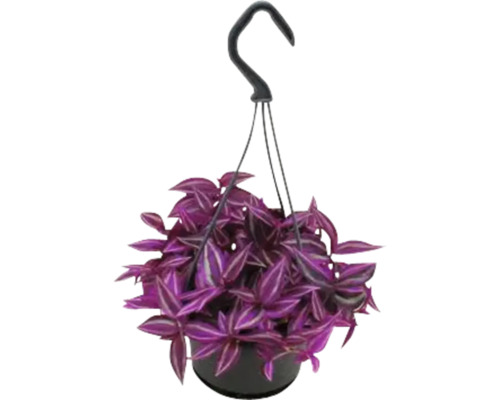 Plante suspendue avec des feuilles violettes dans un pot avec dispositif de suspension