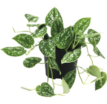 Scindapsus pictus dans un pot
