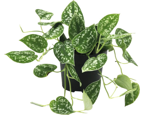 Scindapsus pictus dans un pot