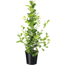 Châtaignier porte-bonheur en pot