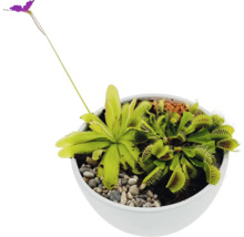 Plantes carnivores dans un pot