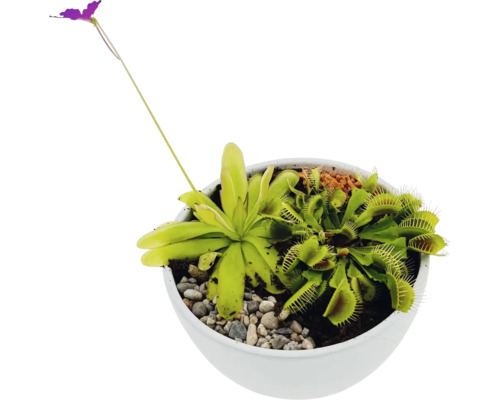 Plantes carnivores dans un pot
