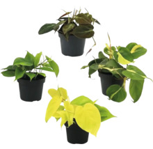 Quatre plantes d'intérieur du genre Philodendron dans des pots