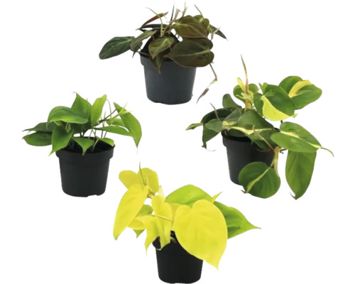 Quatre plantes d'intérieur du genre Philodendron dans des pots