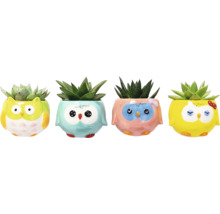 Quatre plantes grasses en pot avec un motif de hibou