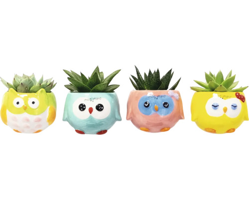 Quatre plantes grasses en pot avec un motif de hibou